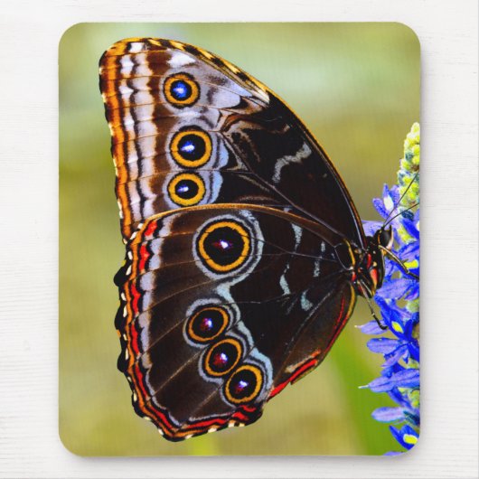 Blauer Morpho-Schmetterling auf einer Sumpforchide Mousepad (Vorne)