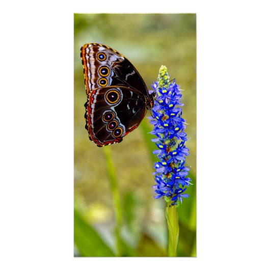 Blauer Morpho-Schmetterling auf einer Sumpforchide Poster (Vorderseite)