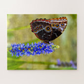 Blauer Morpho-Schmetterling auf einer Sumpforchide Puzzle (Horizontal)