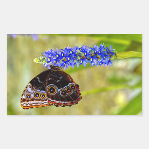 Blauer Morpho-Schmetterling auf einer Sumpforchide Rechteckiger Aufkleber