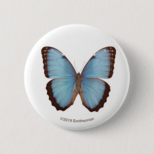 Blauer Morpho Schmetterling Button (Vorderseite)