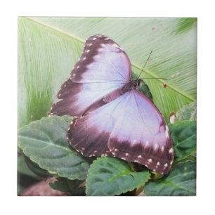 Blauer Morpho-Schmetterling Fliese