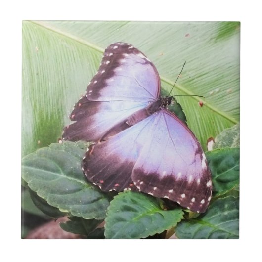 Blauer Morpho-Schmetterling Fliese (Vorderseite)