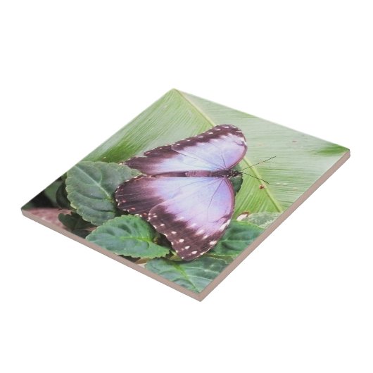 Blauer Morpho-Schmetterling Fliese (Seite)