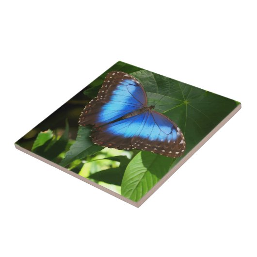 Blauer Morpho-Schmetterling Fliese (Seite)