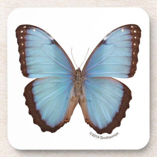 Blauer Morpho Schmetterling Getränkeuntersetzer (Vorderseite)
