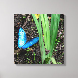 Blauer Morpho Schmetterling in Costa Rica Leinwanddruck