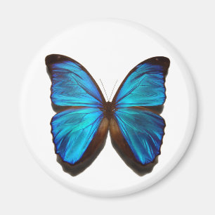 Blauer Morpho Schmetterling Magnet