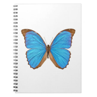 Blauer Morpho Schmetterling (Menelaus blaues Notizblock