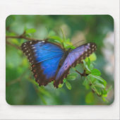 Blauer Morpho Schmetterling Mousepad (Vorne)