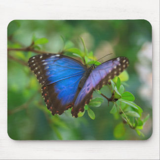 Blauer Morpho Schmetterling Mousepad