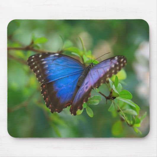 Blauer Morpho Schmetterling Mousepad (Vorne)