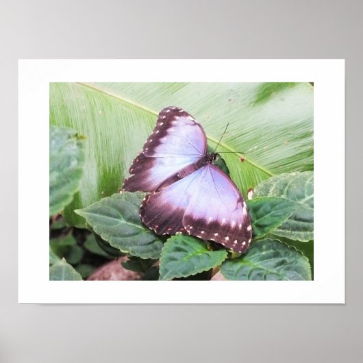 Blauer Morpho-Schmetterling Poster (Vorne)