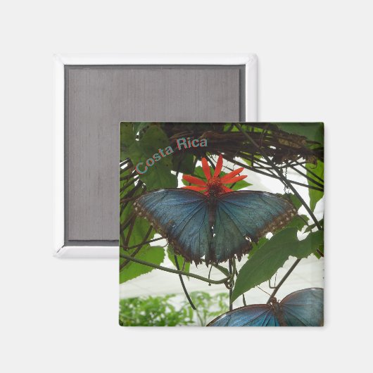 Blauer Morpho Schmetterlinge Kust. Magnet (Vorderseite/Rückseite)