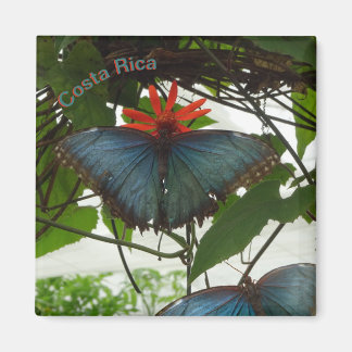 Blauer Morpho Schmetterlinge Kust. Magnet