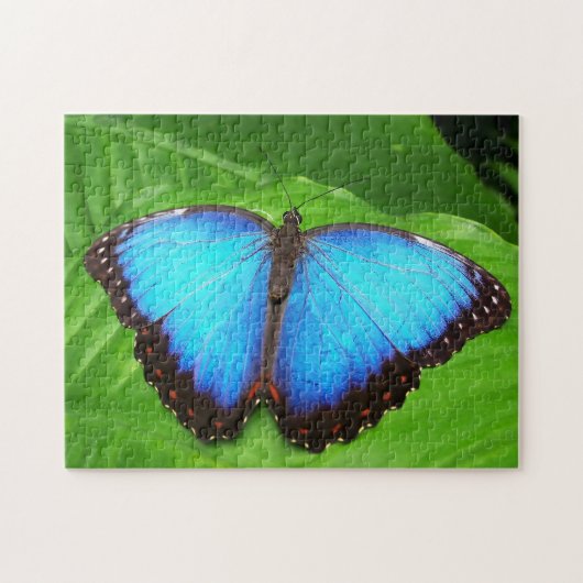 Blauer Morphofalter Schmetterling. Puzzle (Horizontal)