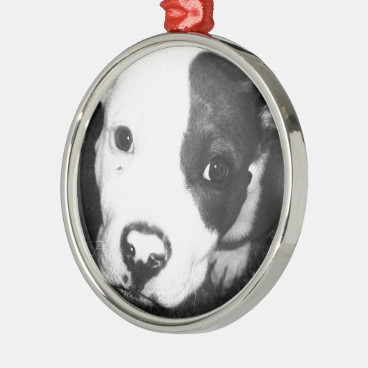 Blauer Nase Pitbull Welpe Silbernes Ornament (Links)