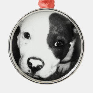 Blauer Nase Pitbull Welpe Silbernes Ornament