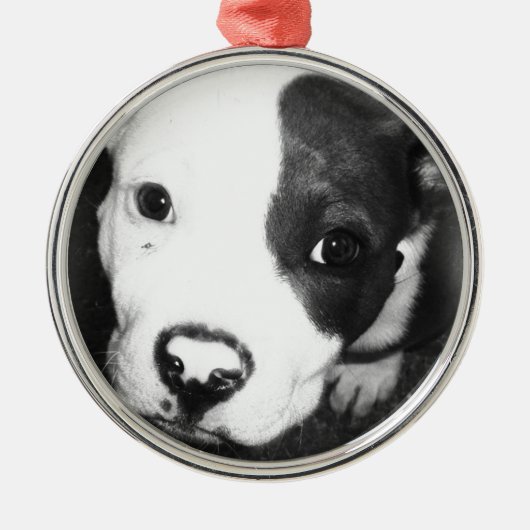 Blauer Nase Pitbull Welpe Silbernes Ornament (Vorne)
