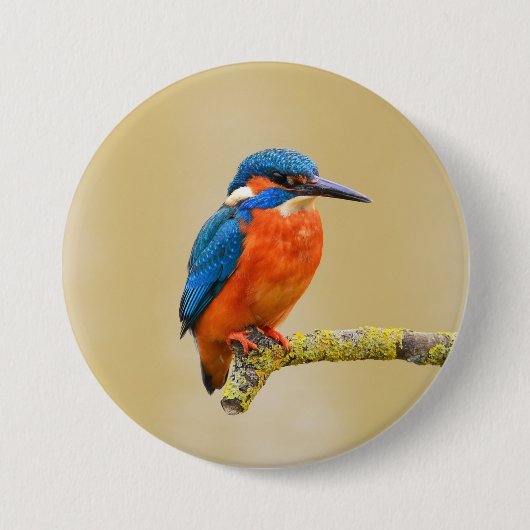 Blauer orange Eisvogel-Vogel Button (Vorderseite)