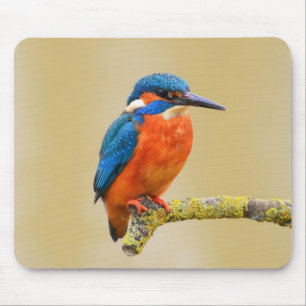 Blauer orange Eisvogel-Vogel Mousepad