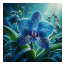 Blauer Orchid