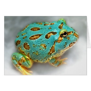 Blauer Pac-Man-Frosch - wartete, wartete, Gotcha!