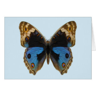 Blauer Pansy-Schmetterling