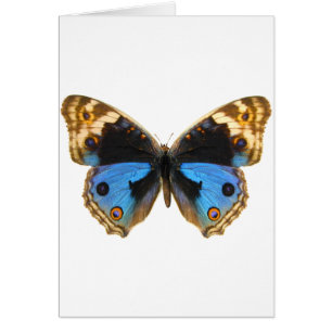 Blauer Pansy-Schmetterling