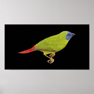 Blauer Papagei-Finch - Erythrura-Trichroa-Folio Poster