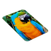 Blauer Papagei Magnet (Rechte Seite)