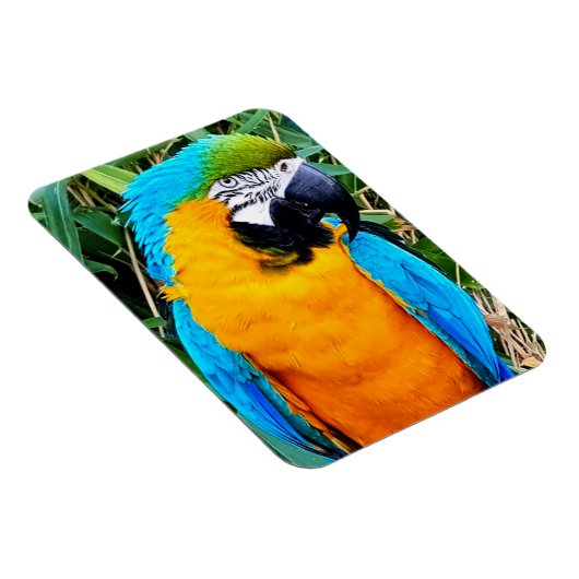 Blauer Papagei Magnet (Rechte Seite)