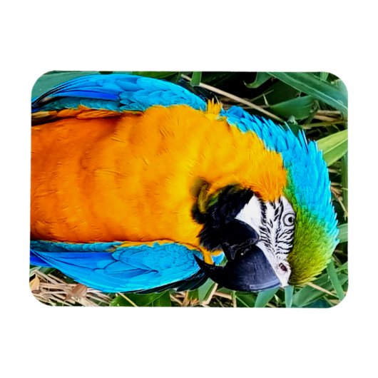 Blauer Papagei Magnet (Horizontal)