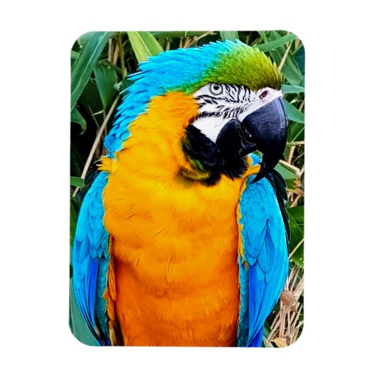 Blauer Papagei Magnet (Vertikal)