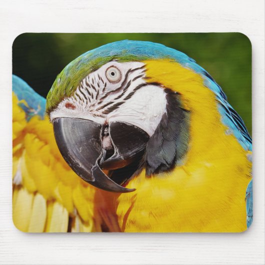 Blauer Papagei Mousepad (Vorne)