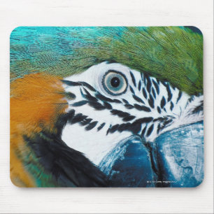 Blauer Papagei Mousepad