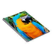 Blauer Papagei Notizblock (Rechte Seite)