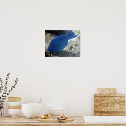 Blauer Papagei Poster (Küche)