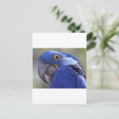 Blauer Papagei Postkarte (Stehend Vorderseite)