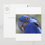 Blauer Papagei Postkarte (Vorne/Hinten)