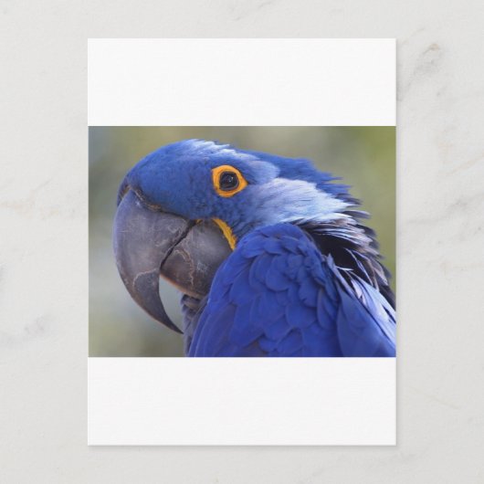 Blauer Papagei Postkarte (Vorderseite)