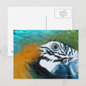 Blauer Papagei Postkarte (Vorne/Hinten)