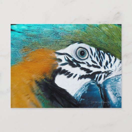 Blauer Papagei Postkarte (Vorderseite)