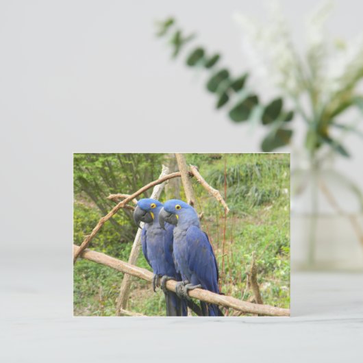 Blauer Papagei Postkarte (Stehend Vorderseite)
