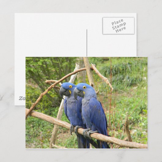 Blauer Papagei Postkarte (Vorne/Hinten)