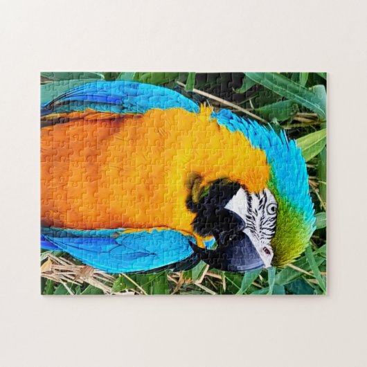 Blauer Papagei Puzzle (Horizontal)