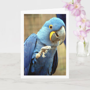 Blauer Papageienporträt Karte