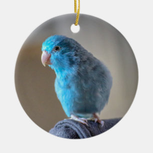 Blauer Paraketit Keramik Ornament