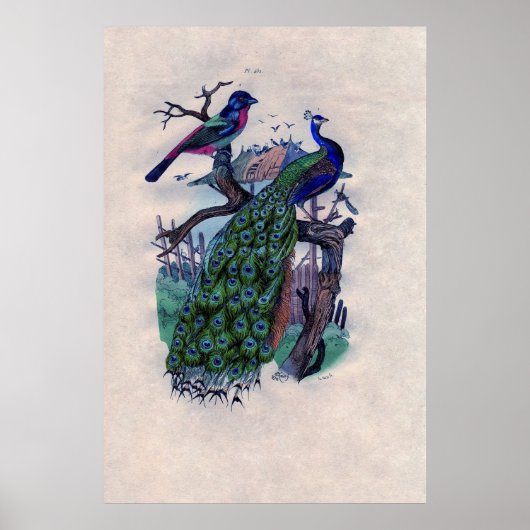 Blauer Pfau Französisches Poster drucken (Vorne)