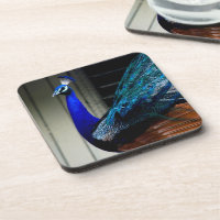 Blauer Pfau